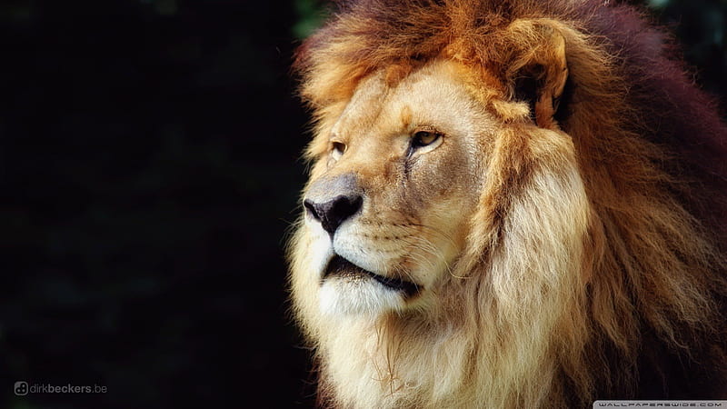 LION CLOSEUP graphy, closeup, cat, lion, animal, HD wallpaper