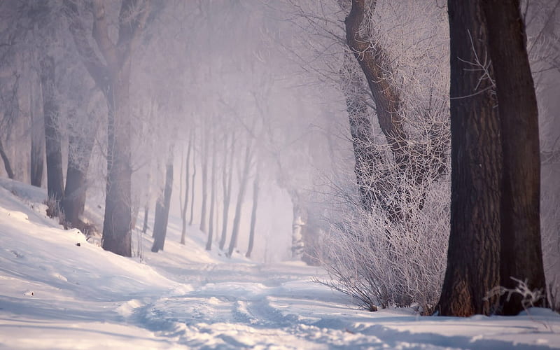 Winter Fog, forest, charm, bonito, trees, fog, winter, bleak, snow, shadows, path, nature, misty, white, HD wallpaper