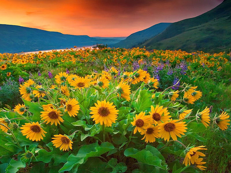 Field of sunflowers, orange, yellow, bonito, sky, clouds, mountain, green, sunflowers, summer, flowers, nature, field, meadow, HD wallpaper