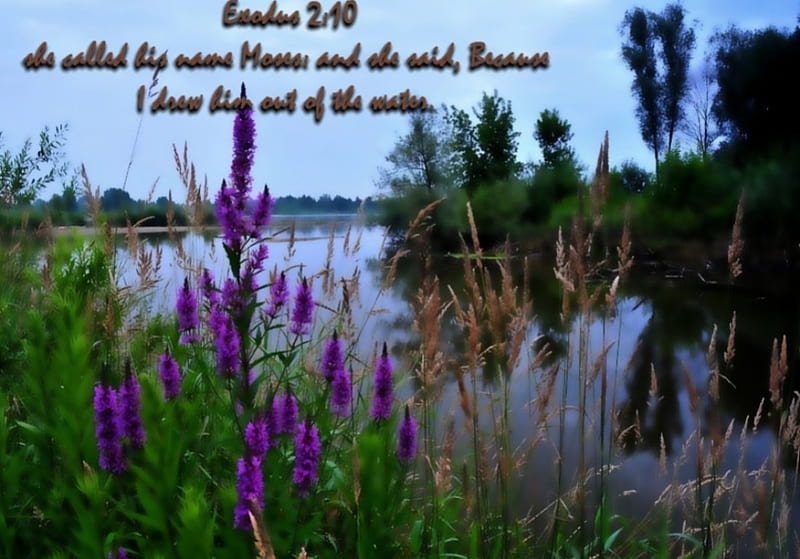Drawn out of the water, bible verses, jesus, scriptures, flowers, river, bible, god, landscape, holy spirit, HD wallpaper