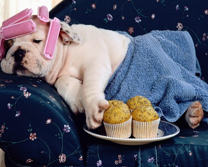 What Weekends Are For ..., Blanket, Muffins, Rest, Layin Around, Animal, Lazy, Couch, Pink Curlers, Towel, Cute, Doing Nothing, Dog, Relaxation, Flowers, HD wallpaper