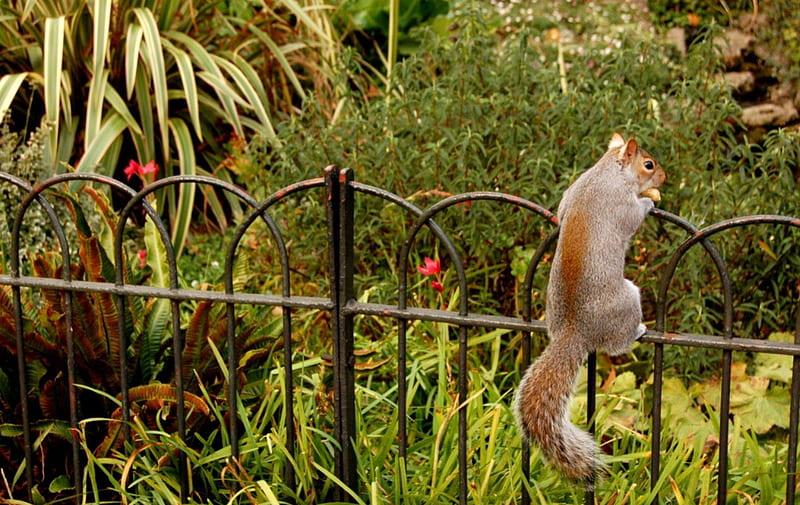 Over the fence, fence, Squirrel, animals, plants, HD wallpaper