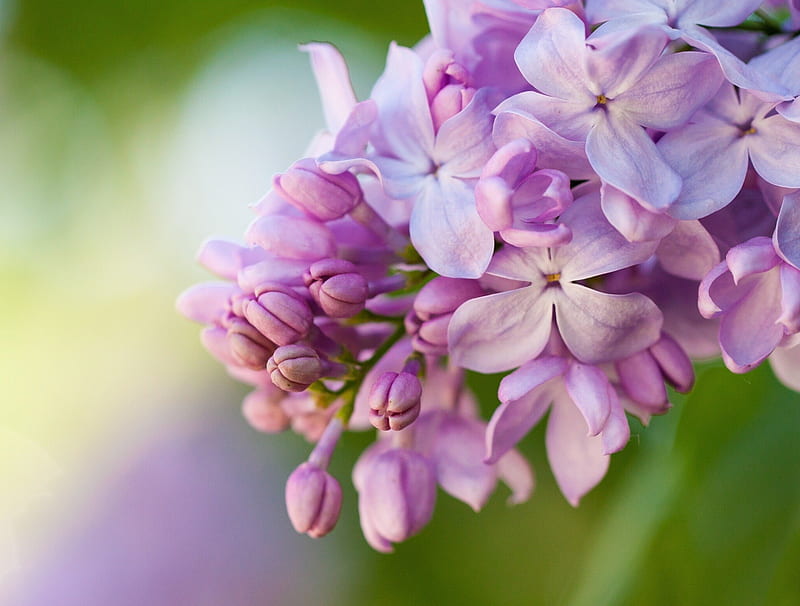 Lilacs Flower Flowers Nature Lilacs Hd Wallpaper Peakpx