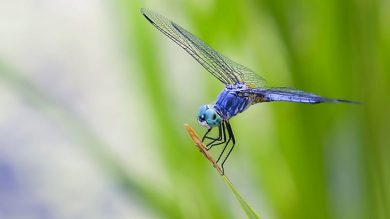 Dragonfly, wings, blue, animals, HD wallpaper