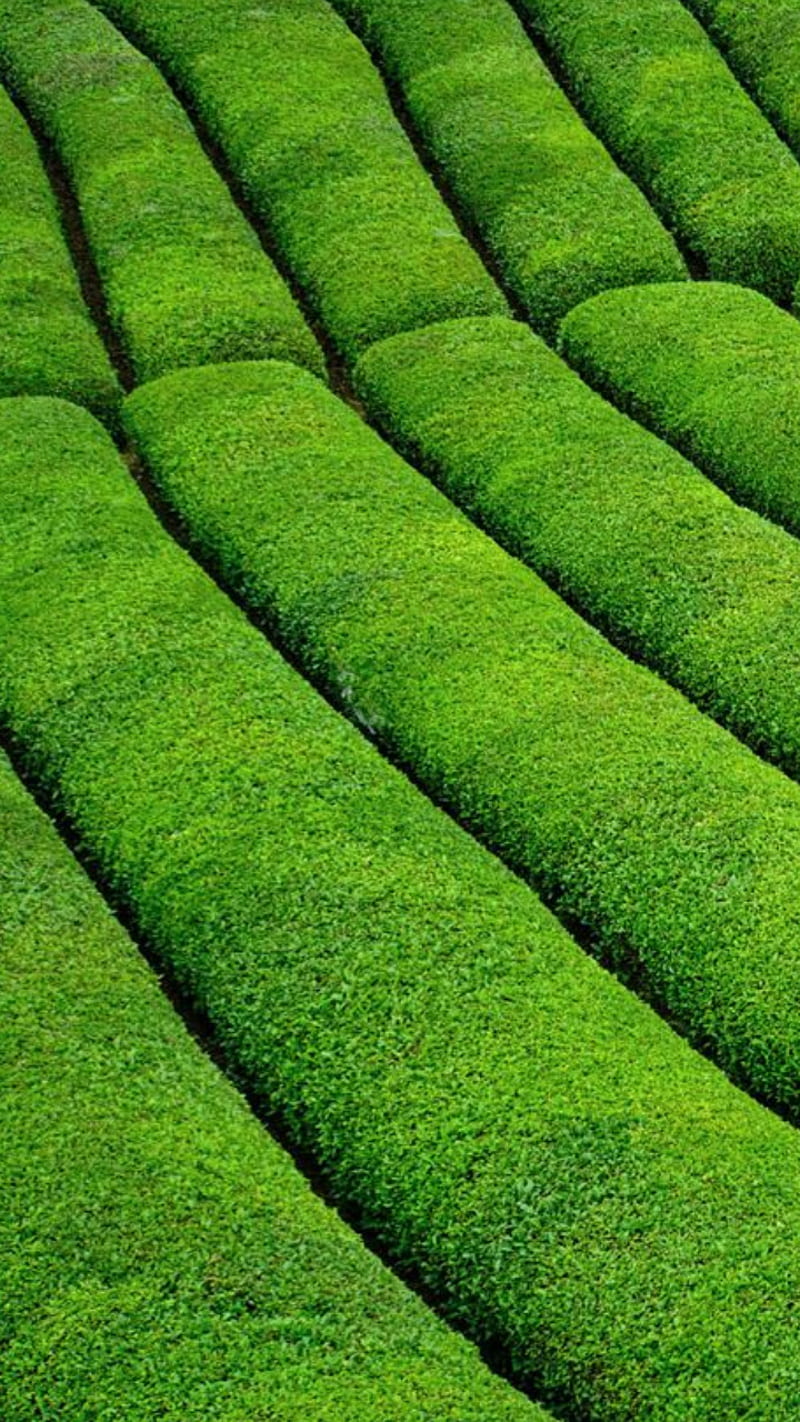 Green tea , garden, , nature, rize, turkey, HD phone wallpaper
