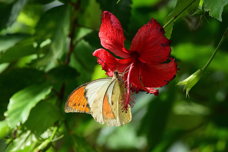 Butterfly, hibiscus, red, green, orange, insect, flower, HD wallpaper