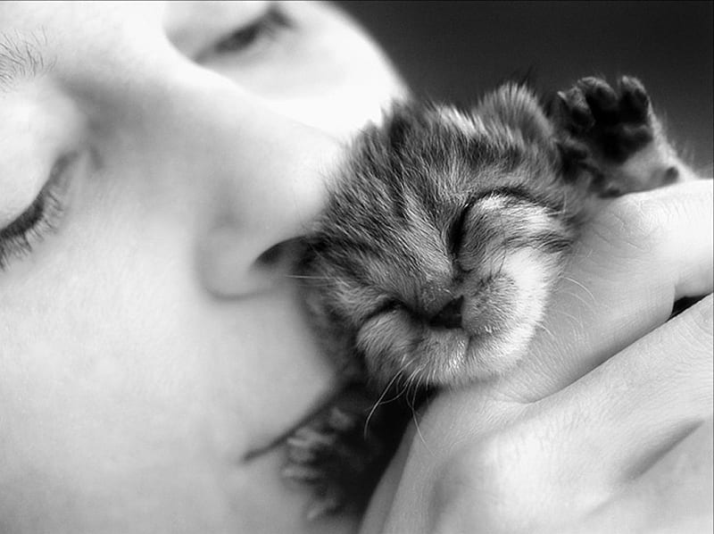 1920x1080px 1080p Free Download Precious Love Black And White Cat Kitten Woman Kiss