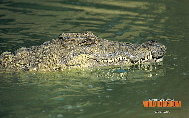 alligator, HD wallpaper
