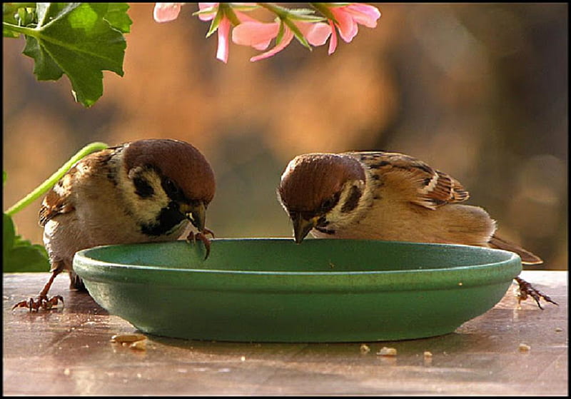 Thirsty birds., water, bird, flower, sparrow, thirst, bowl, HD wallpaper