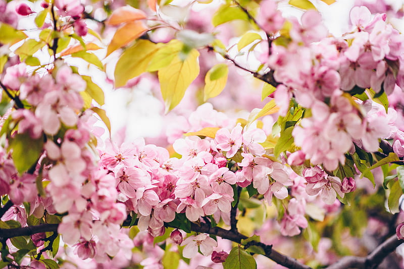 flowers, pink, branches, spring, bloom, HD wallpaper