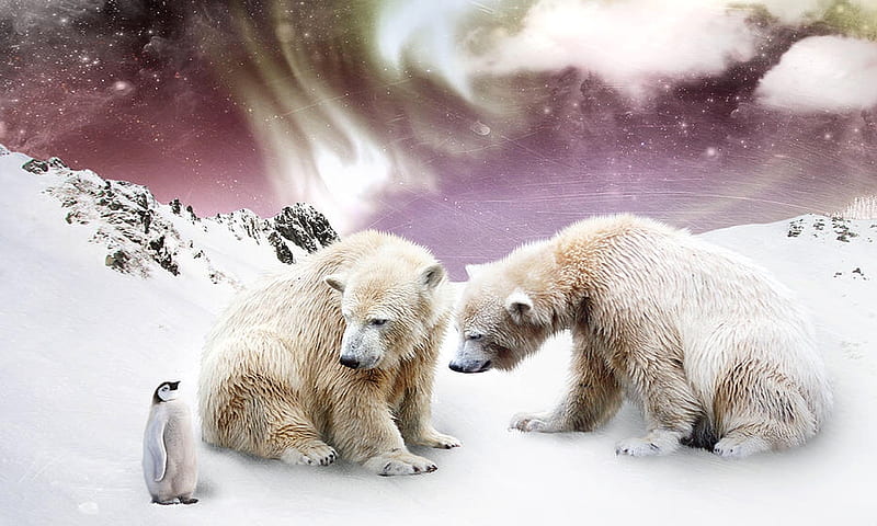 Polar Bears , north pole, winter, cute, snow, penquin, Polar bears, animals, HD wallpaper