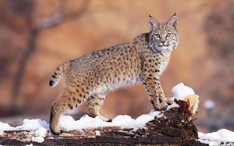 wild cat, winter, snow, lynx, HD wallpaper