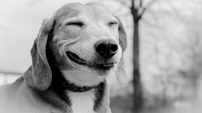 Smiling Dog, smiling, puppy, animal, dog, HD wallpaper