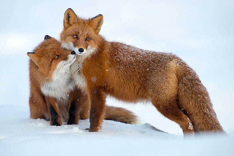 HD nature animals fox snow wallpapers