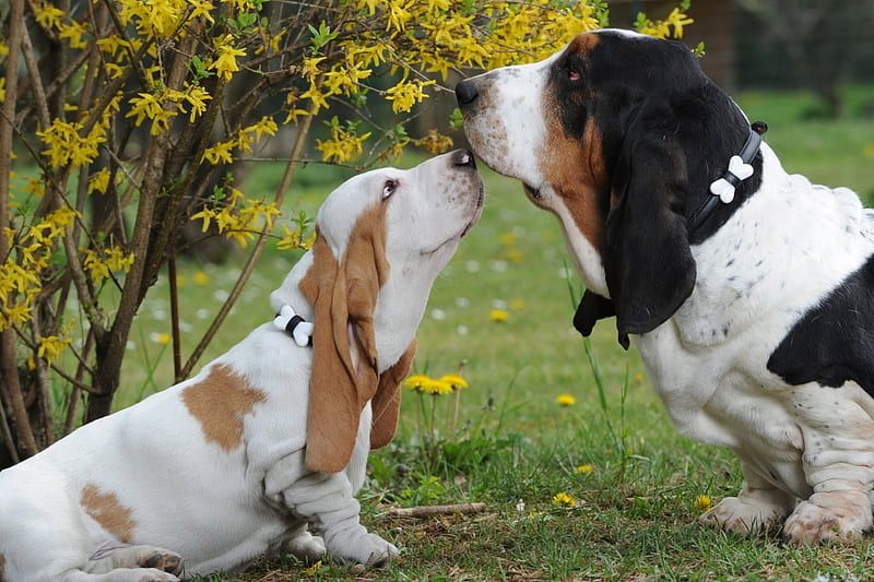 Bassets, on, eachother, sniffing, field, HD wallpaper