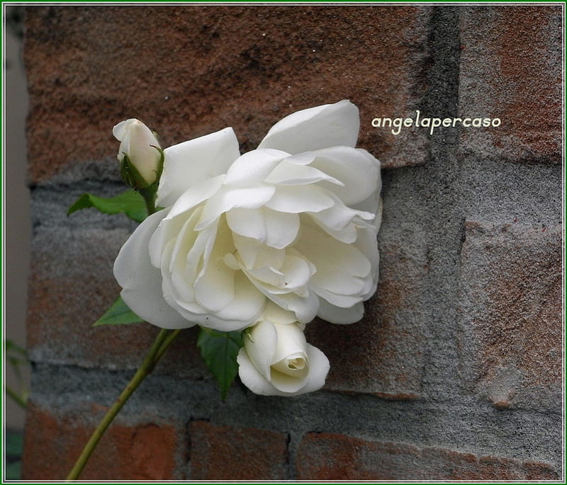 rosa bianca, muro vecchio, fiori, flowers, white wall old nature, pink, nature, HD wallpaper