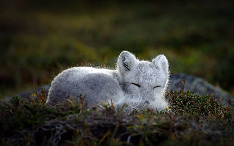 Sleeping Arctic fox 2020 Bing, HD wallpaper