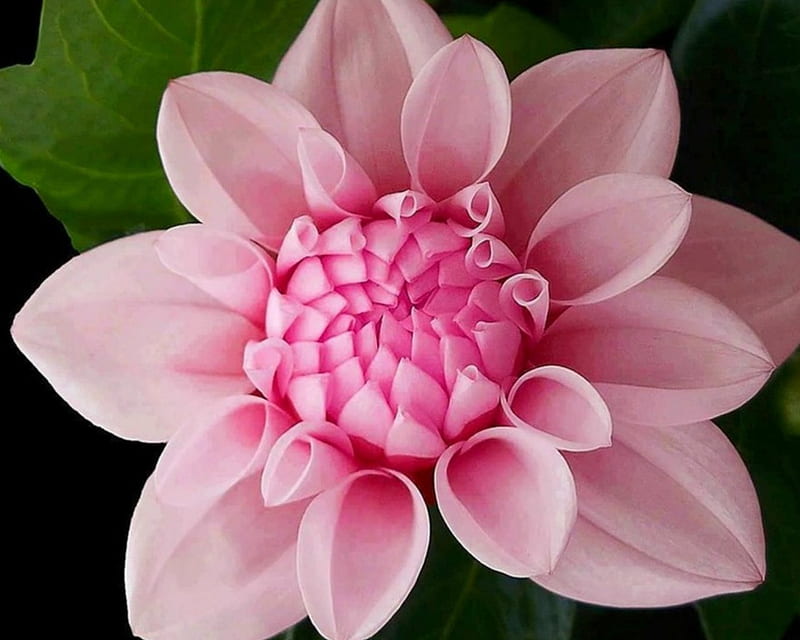 Beautiful Flower, flower, petals, nature, pink, HD wallpaper | Peakpx