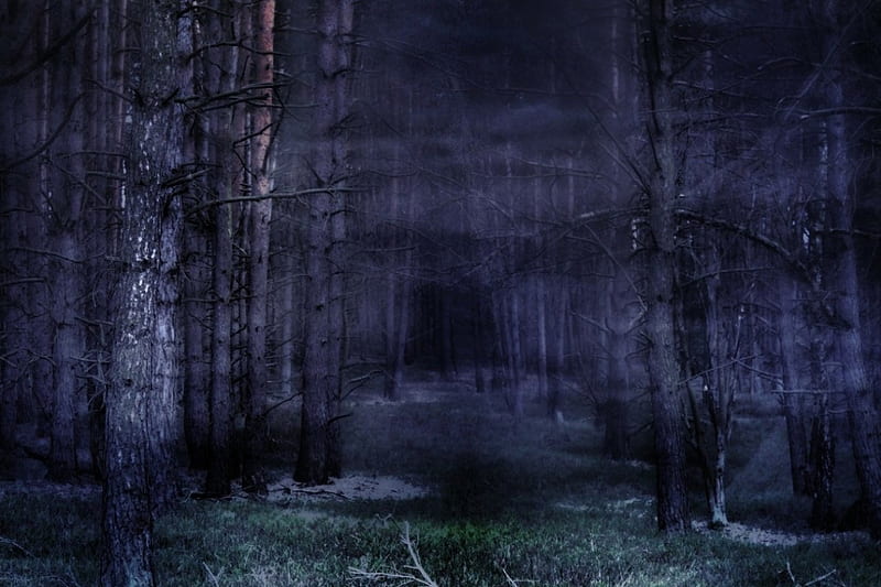 Dark Forest in Fog, forest, fantasy, dark, abstract, fog, HD wallpaper