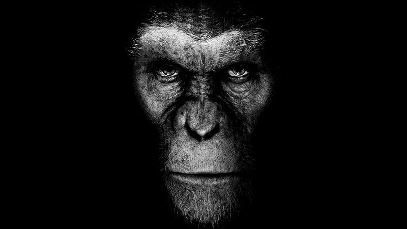 Rise Of The Planet Of The Apes, apes, rise, planet, movie, HD wallpaper |  Peakpx
