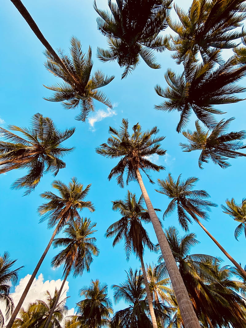 Palm tree, bottom view, clouds, HD phone wallpaper | Peakpx