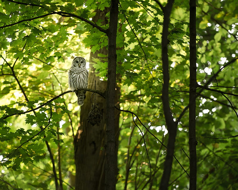 white and grey owl on tree, HD wallpaper