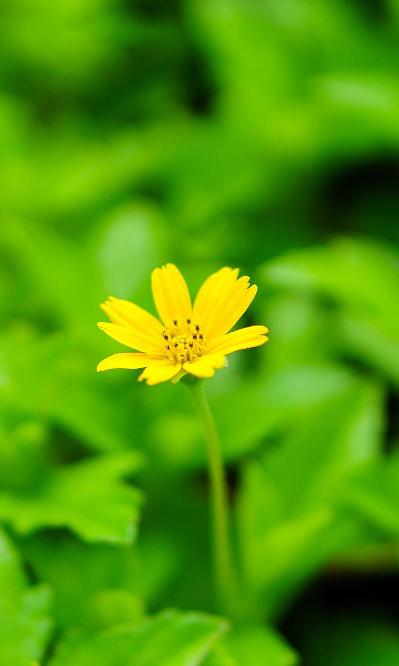 Yellow Flower, earth, floral, garden, green, middle, nature, plants, serenity, solitude, HD phone wallpaper