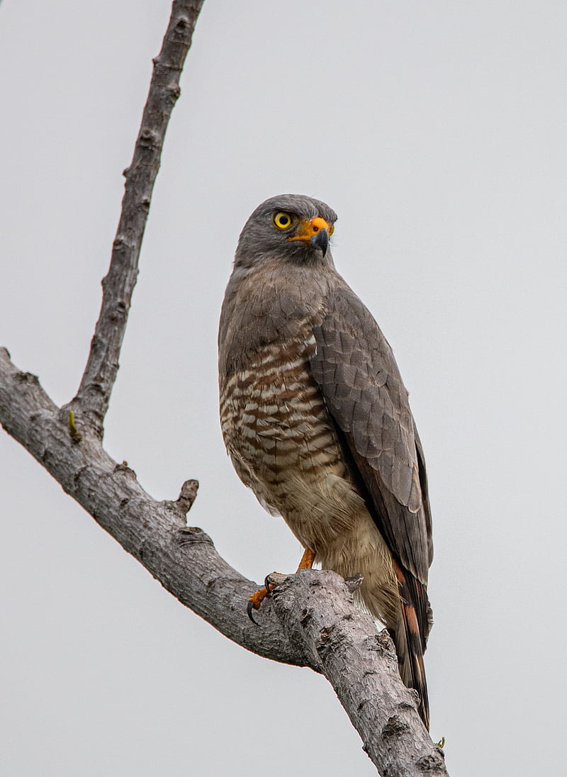 falcon, bird, predator, branch, HD phone wallpaper