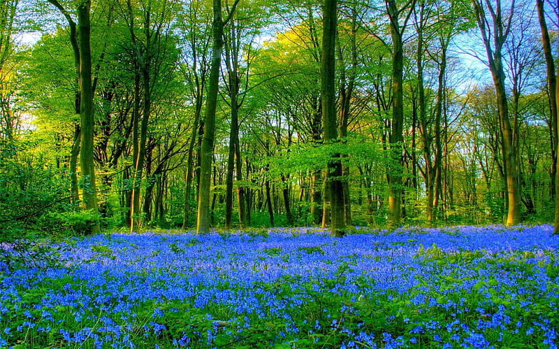 BLUEBELL CARPET, Bluebells, Down, Trees Grass, Forests, Northington, Nature, England, HD wallpaper