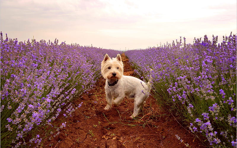 West Highland White Terrier, Curly Dog, Pets, Cute Animals, Dogs, Lavender Field, Poltalloch Terrier, Roseneath Terrier, HD wallpaper