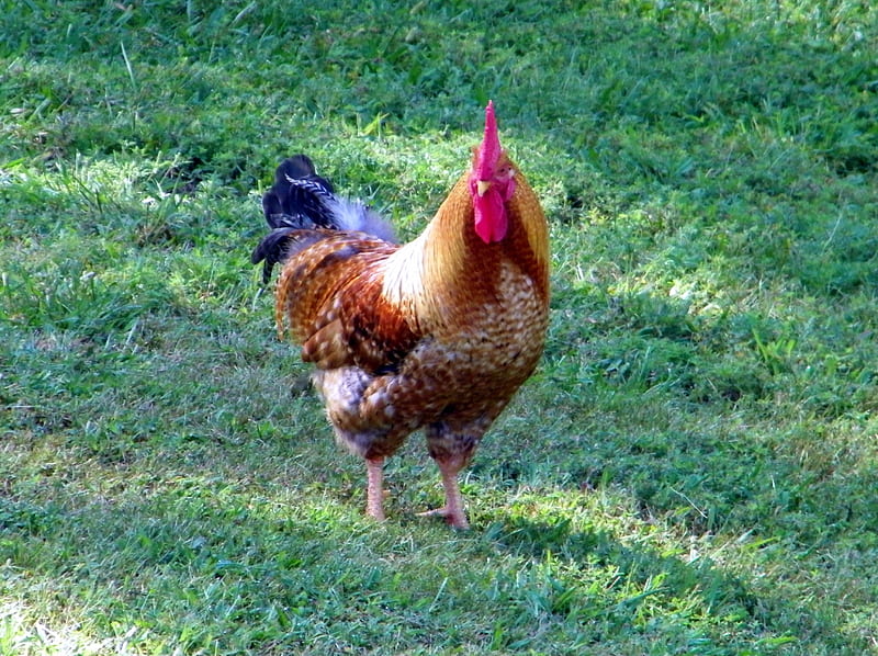 Another Rooster, farm, rural, roosters, chickens, HD wallpaper | Peakpx