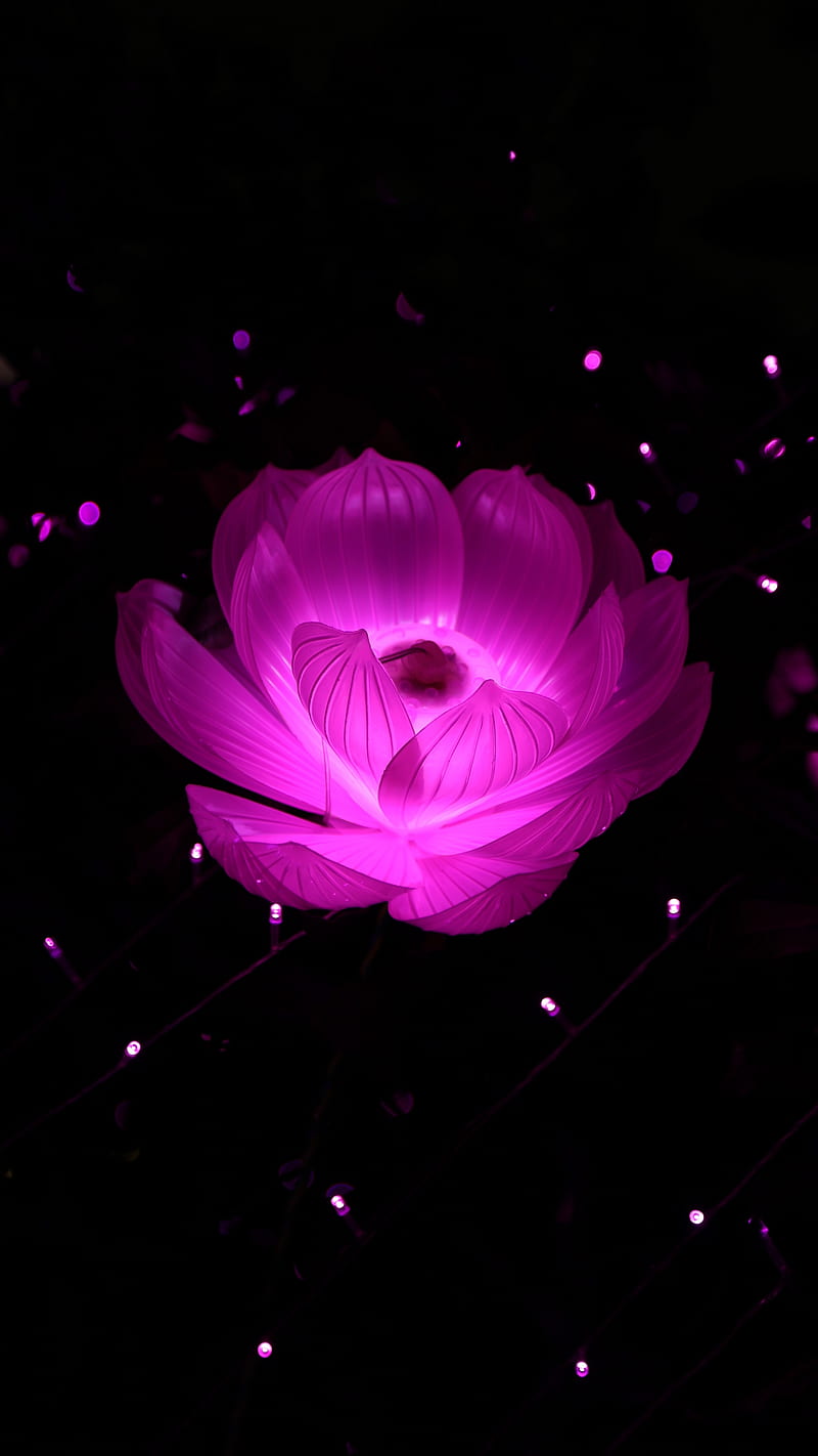 Lotus flower, abstract, black, flowers light, red, u, HD phone wallpaper |  Peakpx