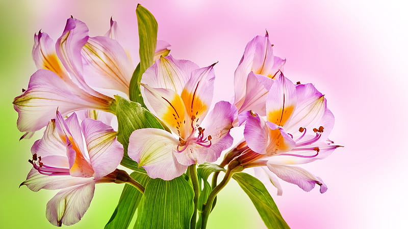 Spring Special, fragrant, summer, flowers, spring, pink, floral, iris, HD wallpaper