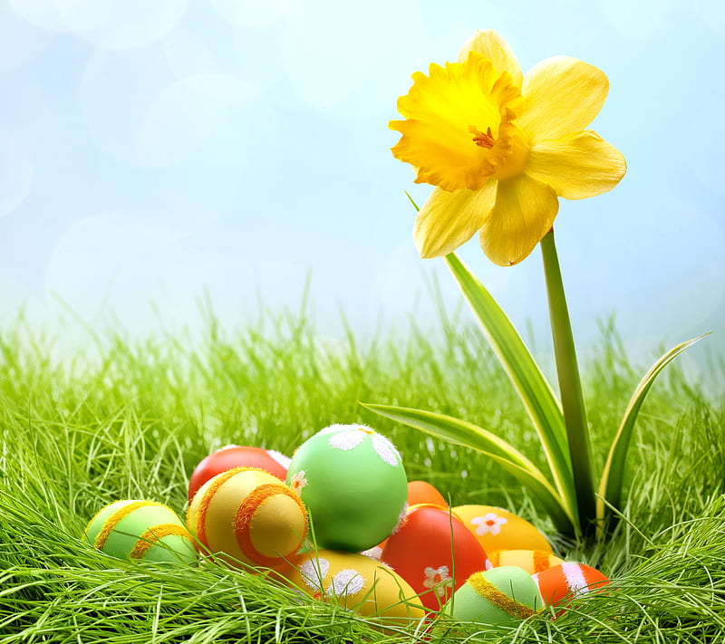 Spring Time, easter, eggs, flower, grass, HD wallpaper