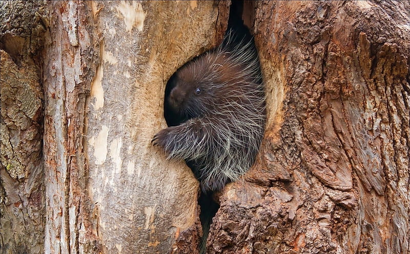 Small porcupine, tree, hollow, Small, porcupine, porcupine tree, HD wallpaper