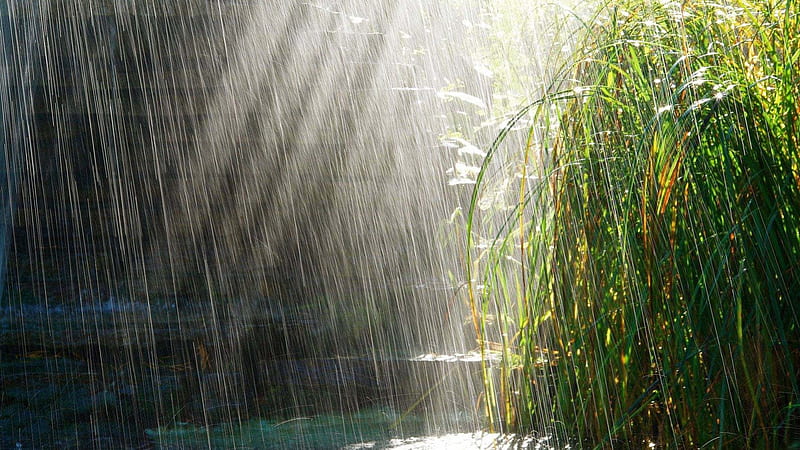 raining with sunlight, sun rays, rain, storm, downpour, HD wallpaper