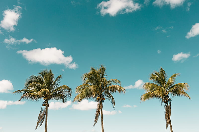 palm, minimalism, sky, HD wallpaper