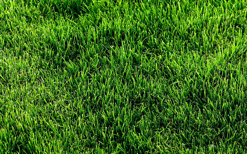 green grass texture, plant textures, green backgrounds, close-up, grass textures, green grass, macro, grass from top, grass backgrounds, HD wallpaper