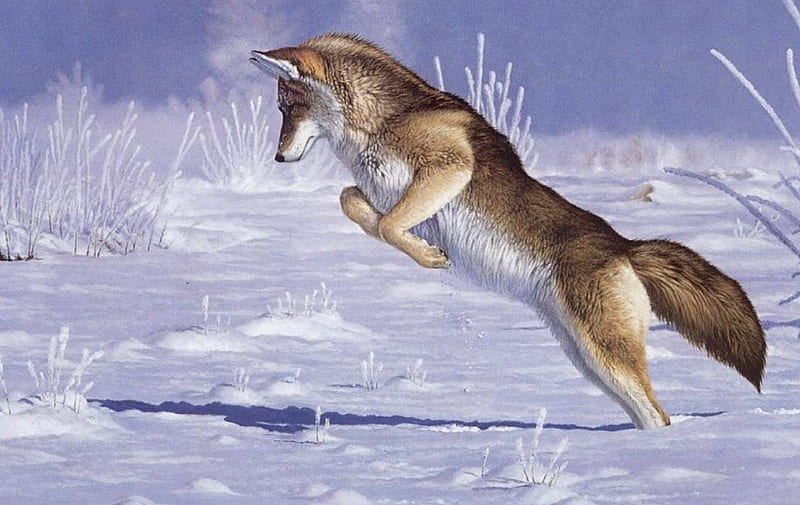 Winter Hunting, predator, snow, ice, wolf, wolves, artwork, HD wallpaper