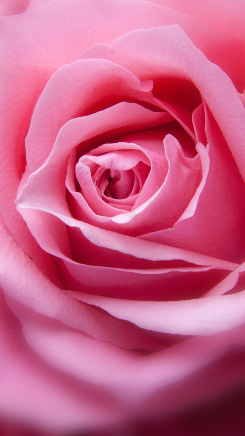 Pink rose , flower, blossom, background, HD phone wallpaper