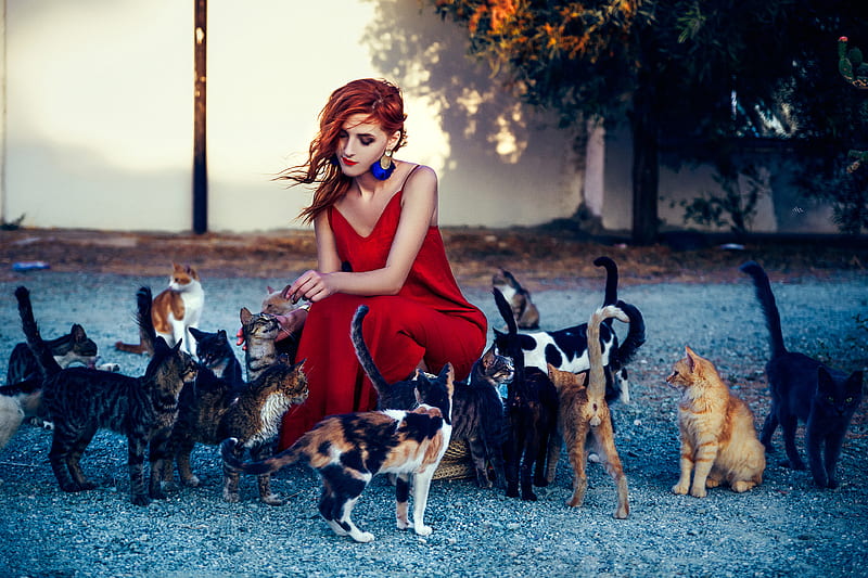 Girl In Red Dress Playing With Cats , girls, red-dress, model, cats, HD wallpaper