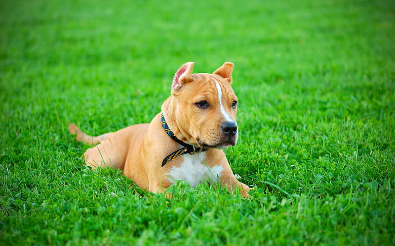 Pit Bull Terrier lawn, brown pitbull, dogs, Pit Bull, pets, Pit Bull Dog, HD wallpaper