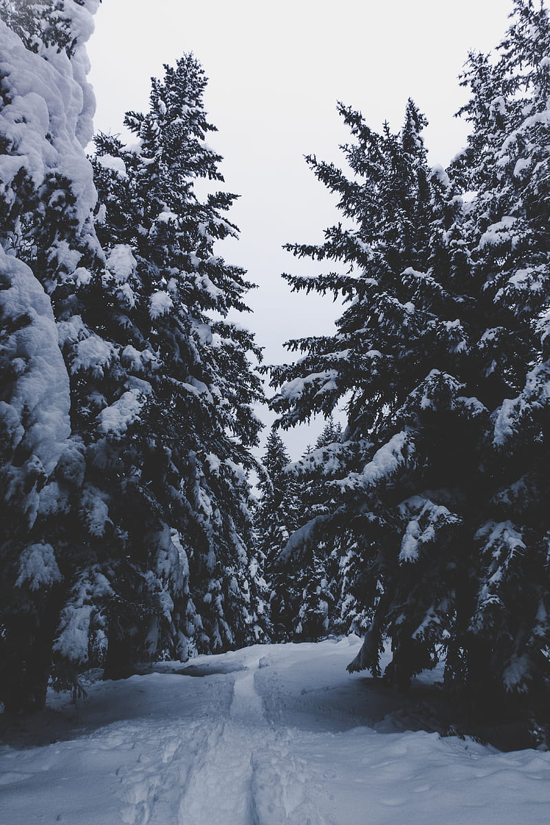 trees, snow, winter, path, forest, snowy, HD phone wallpaper