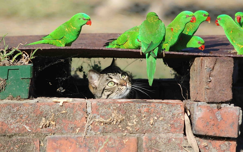 cat watches for green parrots, cool, bird, parrots, fun, cat, animal, HD wallpaper