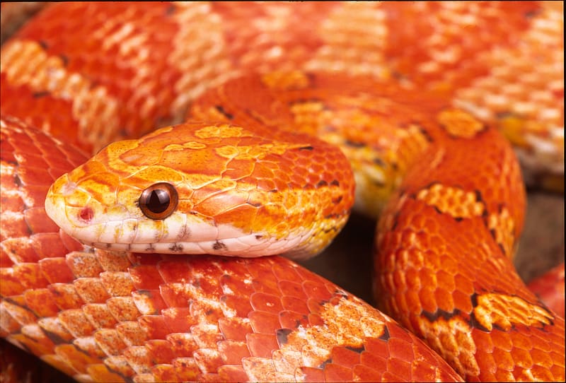 Animal, Reptiles, Corn Snake, HD wallpaper