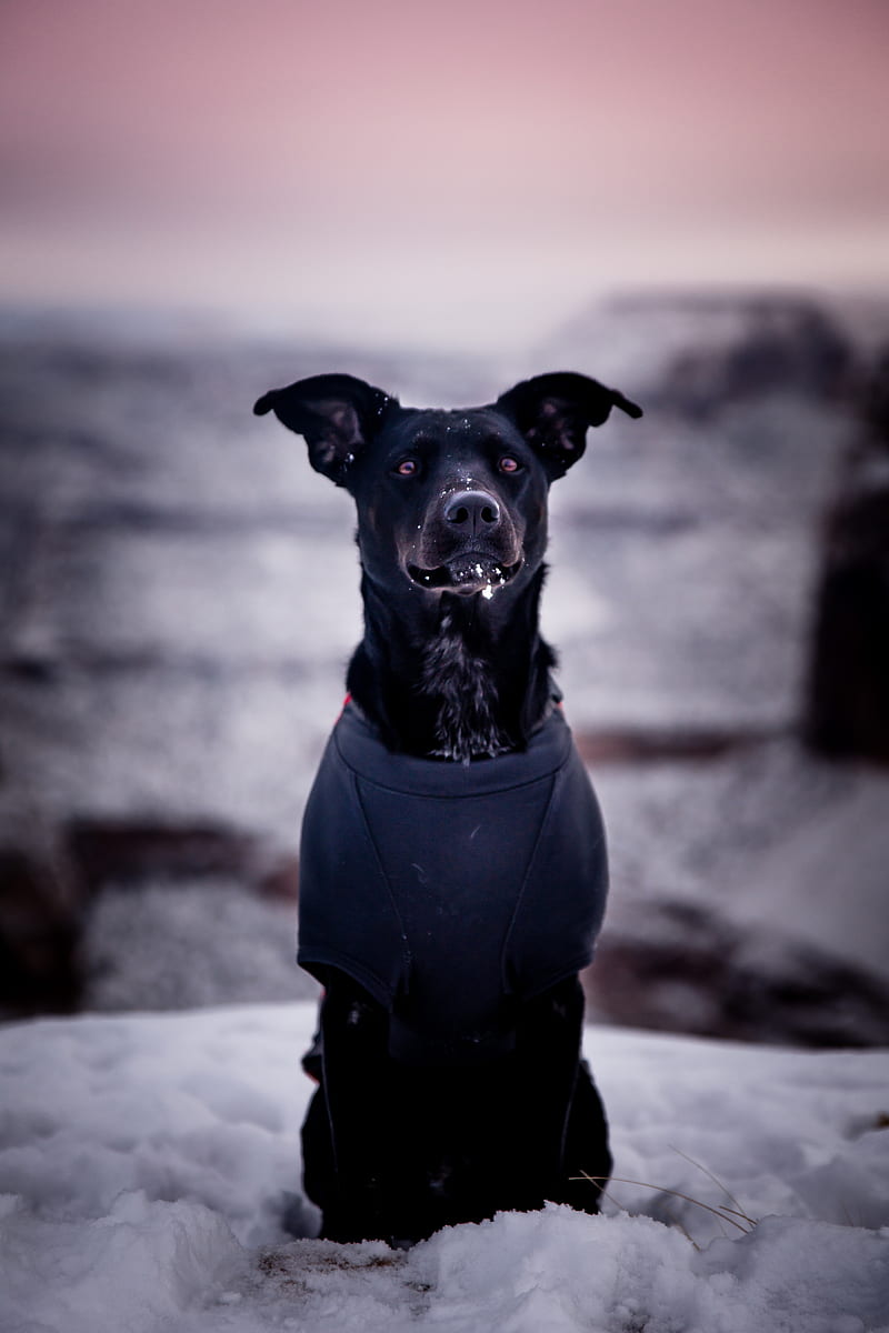 dog, snow, blur, walk, HD phone wallpaper