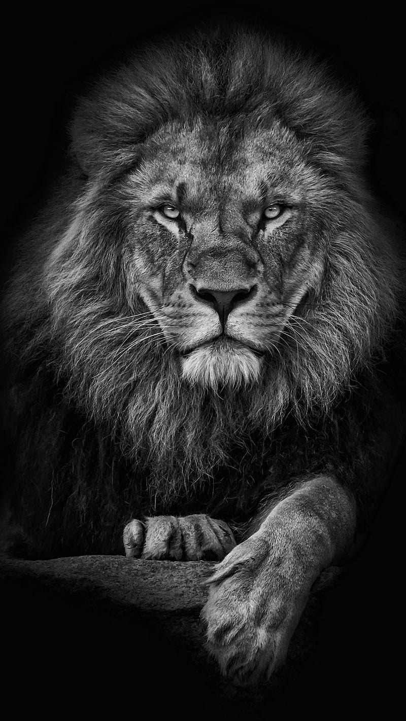 lion, black, face, king, leon, lions, HD phone wallpaper