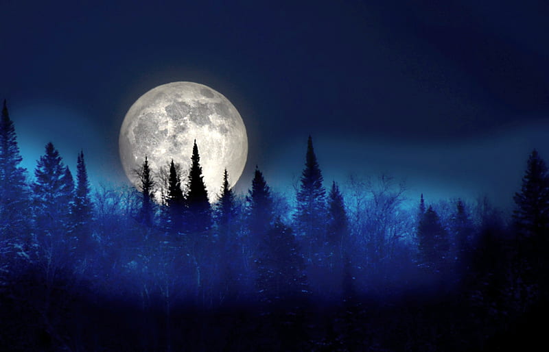 Moonlight, trees, sky, night, forest, dusk, winter, HD wallpaper