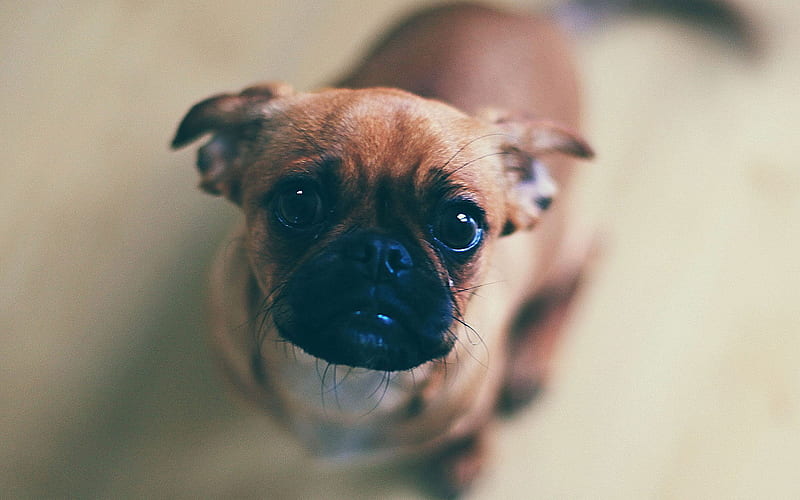 Pug Dog, close-up, dogs, bokeh, funny dog, cute animals, pets, Pug, HD wallpaper