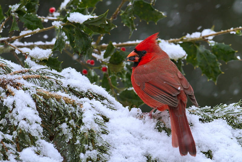 Cardinal at Christmas, Red, Cardinal, Snow, Holly, Birds, HD wallpaper